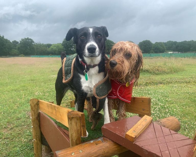 Dog Trainers In Wimbledon Area — Lady Wimbledon