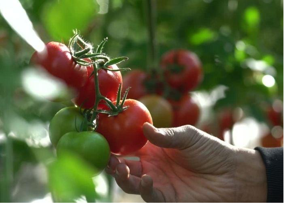 Best Tomatoes for Salsa — Lady Wimbledon Best Tomatoes for Salsa — Lady Wimbledon